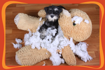 Como dejar solo a un perro en casa